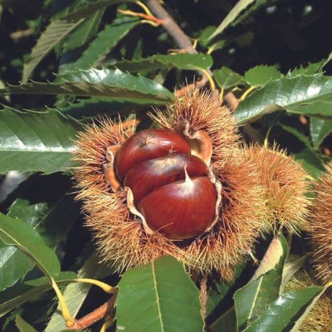 Le marron du Périgord Limousin, le goût de l’automne