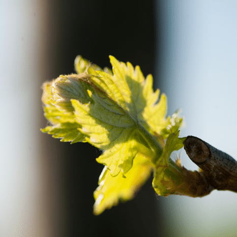 Arrachage des vignes en Gironde : le guichet bientôt ouvert, sous réserve de validation européenne