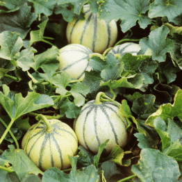 melons cantaloup