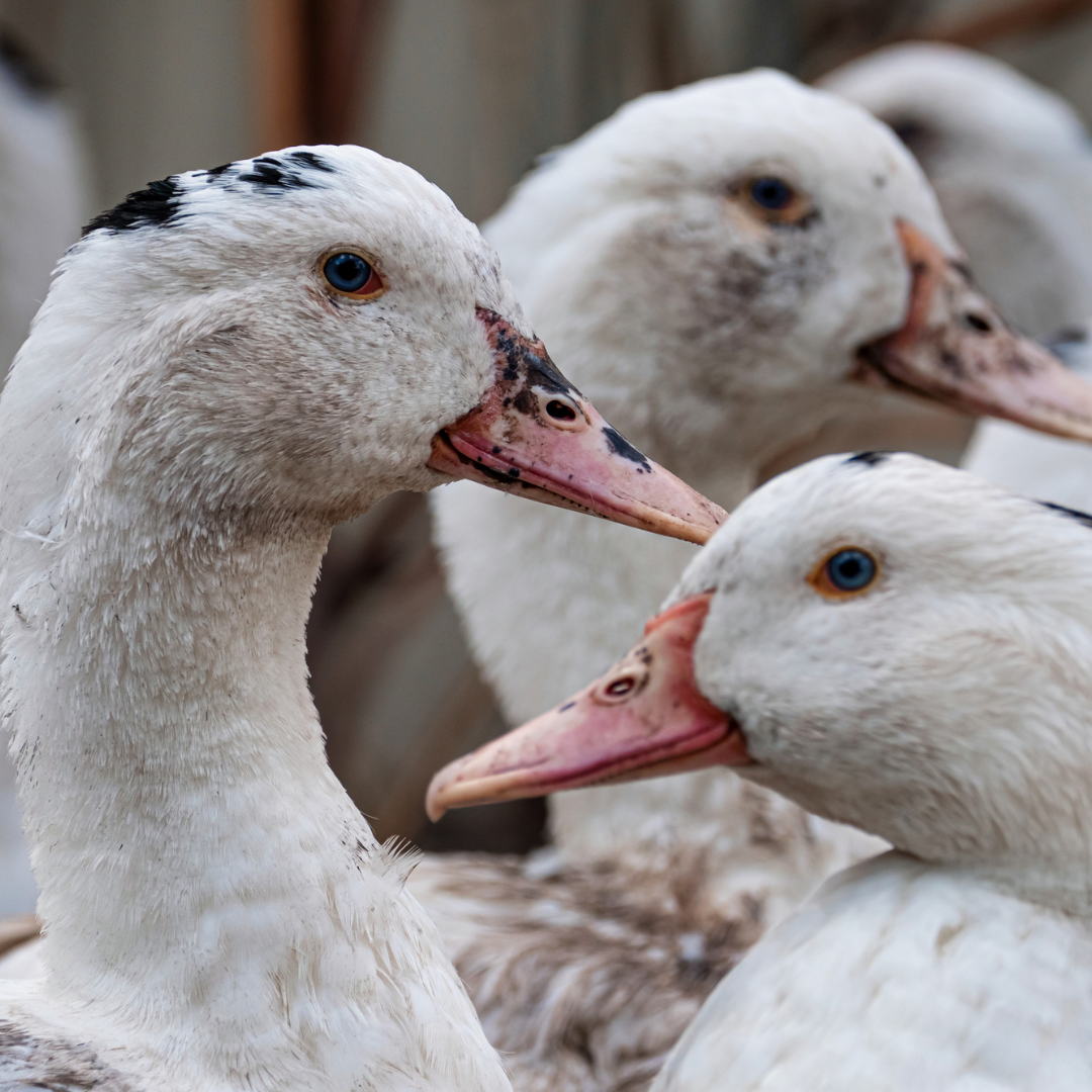 Tout ce qu’il faut savoir sur le plan de vaccination influenza aviaire de la France