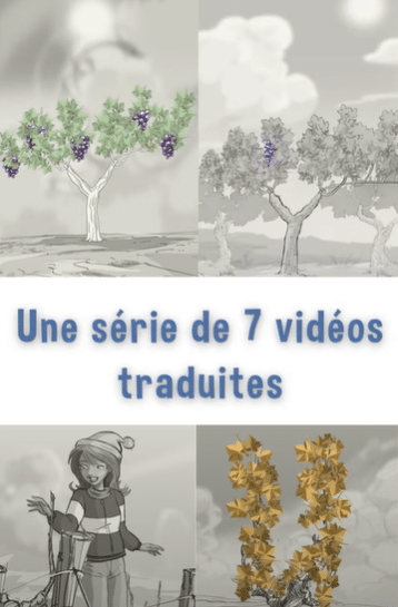 Taille de la vigne : des vidéos tuto en 6 langues